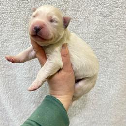Isko - White male Siberian Husky puppy in Lunenburg, Vermont from SNOW WOOLY HUSKY