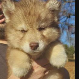 Siberian Husky Puppies from StormVale Siberian Huskies