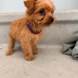 Luna - Gold female Yorkshire Terrier puppy in Bruceville, Indiana from Baby Girl’s Yorkies, Shih-Tzu, Shorkies