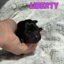 Liberty - Black female Labrador Retriever puppy in Tomahawk, Wisconsin from Mahner Labs
