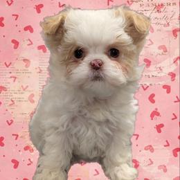 Marshmallow - Gold and white female Shihpoo puppy in Coshocton, Ohio from Forever Family Puppies