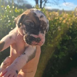 Robert - Harlequin male Great Dane puppy in Granby, Missouri from HCR Great Danes