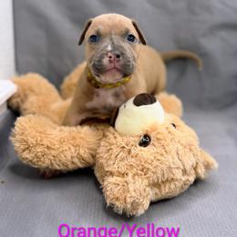 Orange And yellow Collar Female - Blue fawn female American Pit Bull Terrier puppy in Pensacola, Florida from Alpha Alliance Kennels