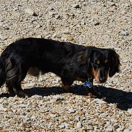 Beau - Dachshund
