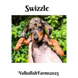 Swizzle - Dapple male Dachshund puppy in Sebring, Ohio from Valhallah Farms