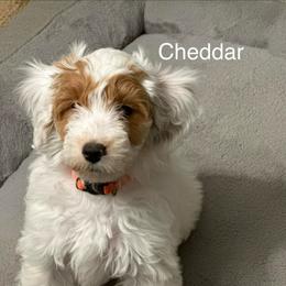 Cheddar - Parti male Goldendoodle puppy in Danville, Virginia from Stella’s Stunning Goldendoodles of VA