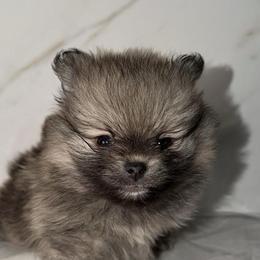 Tigar - Cream sable male Pomeranian puppy in Scio, Oregon from Mac Daddy Poms