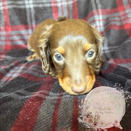 Dachshund Puppies from CSW Dachshunds