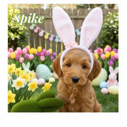 Spike - Apricot male Australian Labradoodle puppy in Gladstone, Oregon from Beaver State Labradoodles