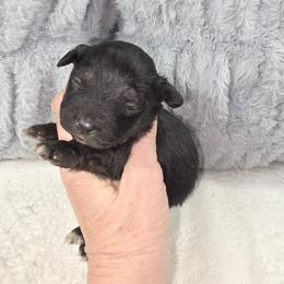 G2 - Black & white female Miniature Australian Shepherd puppy in Citra, Florida from Southpaw Herders LLC