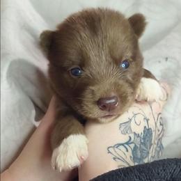 Drina - Red and white female Siberian Husky puppy in Richland, Mississippi from Feazell’s Siberian Huskies