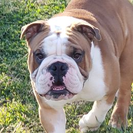 Archie - Bulldog