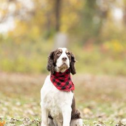 Remi - English Springer Spaniel