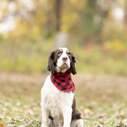 Remi - English Springer Spaniel