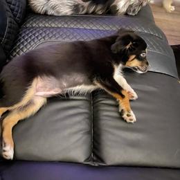 Lovey (price reduced) - Black tri female Toy Australian Shepherd puppy in Westville, Florida from Royal Spur Aussies
