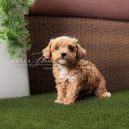 Dublin - Red  male Poodle puppy in Glen Rose, Texas from Maple Bloom Canine Co.