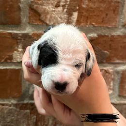 Dalmatian Puppies from Cowart’s Dalmatians