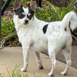 Sheldon AKC - Black and white male Chihuahua puppy in Amity, Pennsylvania from Rhoda and Verna