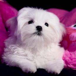 Girl 2 - female Maltese puppy in Arab, Alabama from Always Maltese