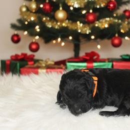 Coal - Black male Goldendoodle puppy in Fairmount, Georgia from Muscadine Meadows Farm