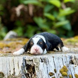 Prince Charming (Light Green Collar) - Tri-color male Bernedoodle puppy in Stanwood, Washington from Butter Cup Pups and Paws