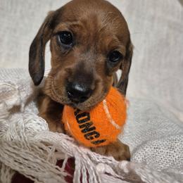 Girl Born 5th - Sable female Dachshund puppy in Bunnell, Florida from Briana's Dachshunds