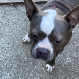 Boston Terrier All Grown Up from Nettles Nuggets