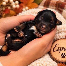 Espresso - Black and tan male Havapoo puppy in Marion, North Carolina from Puddles' Puppies