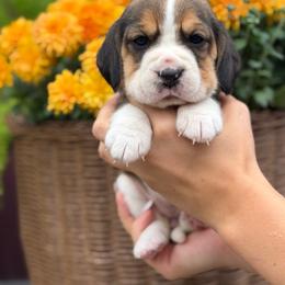 AKC Lottie - Black tan and white female Beagle puppy in Chillicothe, Missouri from Tymber Lake Beagles