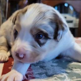 Snow J - Red merle Border Collie puppy in Morgan, Texas from Shooting Star Ranch