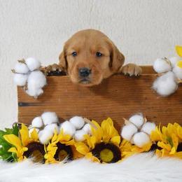 French Bulldog, Golden Retriever, and Labrador Retriever Puppies from Trigger Time Kennels