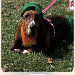 Patsy - Basset Hound