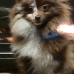 Pomeranians from GP Poms
