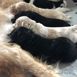 Goldendoodle Puppies from Snow Ridge Doodles