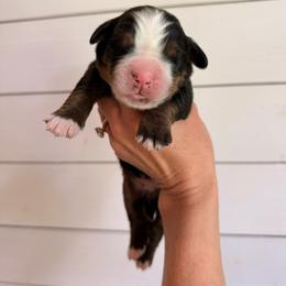 Woody - Tri-color male Bernese Mountain Dog puppy in Fort Meade, Florida from Baldwin Dood Ranch