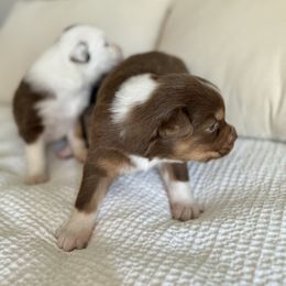 Australian Shepherd Puppies from BelleVue Australian shepherds