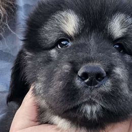 Nuyaka - Black and tan Tibetan Mastiff puppy in Tulsa, Oklahoma from Hi Stand Boxers, Frenchies, & Tibetan Mastiffs