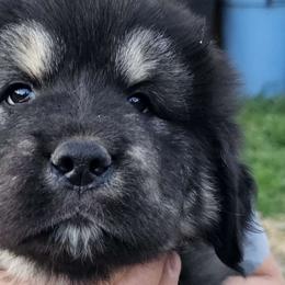 Nuyaka - Black and tan Tibetan Mastiff puppy in Tulsa, Oklahoma from Hi Stand Boxers, Frenchies, & Tibetan Mastiffs
