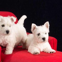 West Highland White Terrier Puppies from Cascading Westies