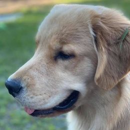 Golden Retrievers from Aurum Goldens