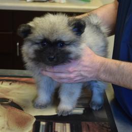 Light Pink - Black and silver female Keeshond puppy in Fayetteville, Tennessee from Erbekees-Keeshonden