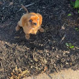 Sunny - Ruby female Cavalier King Charles Spaniel puppy in Gainesville, Georgia from Cavaliers of Chestatee