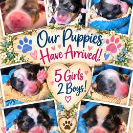 Biewer Terrier puppies from Biewer Terriers of Florida Dawn