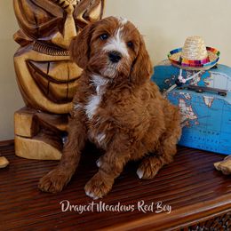 Australian Labradoodle Puppies from Draycot Meadows Australian Labradoodles