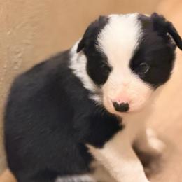 Blossom - Black and white female Border Collie puppy in Lebanon, Oregon from Cahill’s Canines