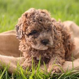 Olivia - Merle female Whoodle puppy in West Bend, Iowa from Blue Skies Terriers