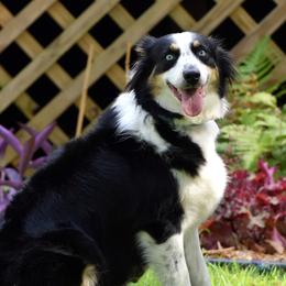 Dandy - Australian Shepherd