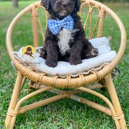 Goldendoodle Puppies from Dream A Little Doodle
