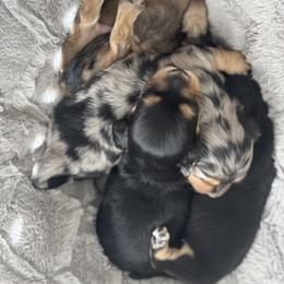 Dachshund Puppies from Dash of Love