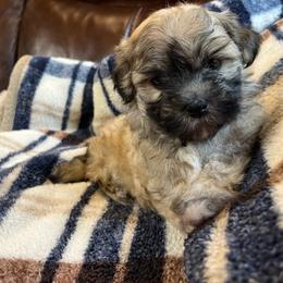 Roger - Black and tan male Havanese puppy in Starr, South Carolina from Home with Havanese